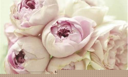 月季花伊芙索菲亚_伊芙幻塔索斯月季